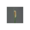 Herbe de la pampa artificielle H97 cm