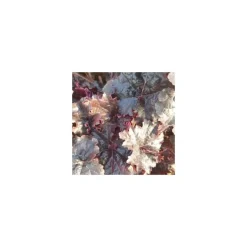 heuchera world coffe ® expresso - Le pot de 2 litres