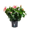 Hibiscus. Le pot de Ø 17 cm