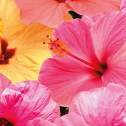Hibiscus. Le pot de Ø 17 cm