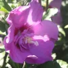 Hibiscus Syriacus ou Althéa Lavender Chiffon rose. Le pot de 4 litres