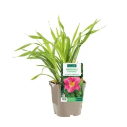 Hémérocalle ‘Persian Market’ - Le pot de 2 litres