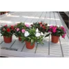 Impatiens Nouvelle Guinée - Ø 17 cm