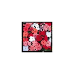 IMPATIENS NVELLE GUINEE.D.19