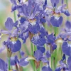 Iris de Sibérie bleu godet 9x9 cm