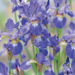 Iris de Sibérie bleu godet 9x9 cm