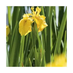 Iris des marais pot de 3 litres