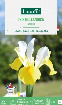 Iris hollandica apollo botanic® - 25 bulbes