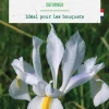 Iris hollandica saturnus en mélange botanic® - 25 bulbes