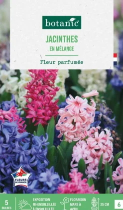Jacinthe en mélange botanic® - 5 bulbes