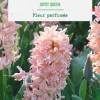 Jacinthe gipsy queen botanic® - 5 bulbes