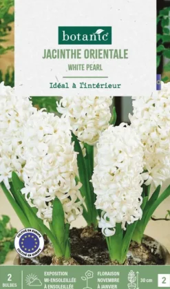 Jacinthe intérieur white pearl botanic® - 2 bulbes