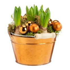 Jacinthe x 5 coupe cuivre - Ø 15 cm