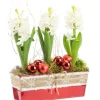 Jacinthe x 3 jardinette zinc rouge ruban textile - 22 cm