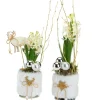 Jacinthe x 1 pot fourrure - Ø 8 cm