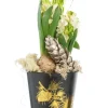 Jacinthe x 3 pot zinc noir - Ø 13 cm