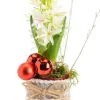 Jacinthe x 1 pot zinc rouge ruban textile - Ø 8 cm