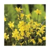 JASMIN NUDIFLORUM. Le pot de 3 litres