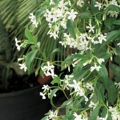 Jasmin étoilé. Le pot de 1,3 litres