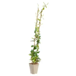 Jasmin étoiléSPERMUM WILSONII. Le pot de 3 litres
