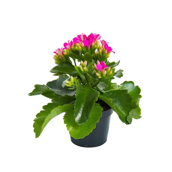 Kalanchoé Calandiva à fleurs doubles plante baby en pot Ø 6 cm