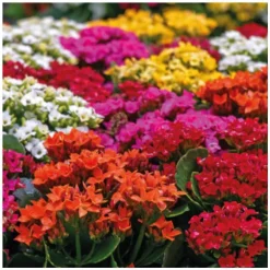 Kalanchoe à fleurs multicolores. La coupe Ø 23 cm