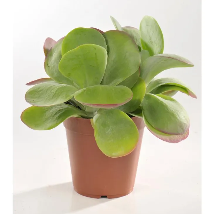 Kalankoe thyrsiflora en pot Ø 12 cm