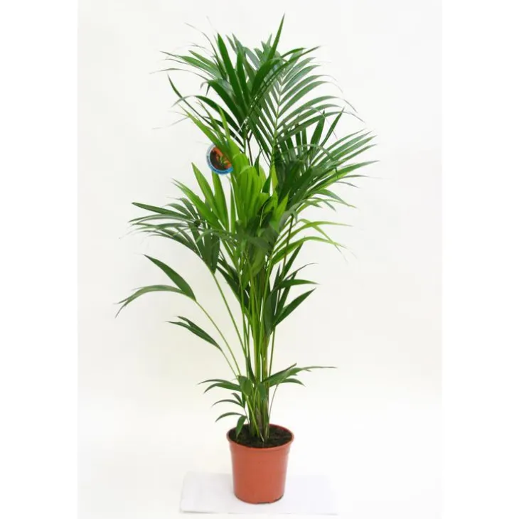 Kentia forsteriana