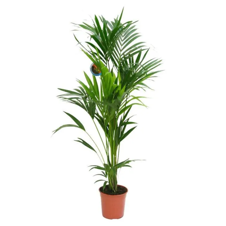 Kentia forsteriana