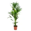 Kentia forsteriana 180 cm. Le pot de 24 cm