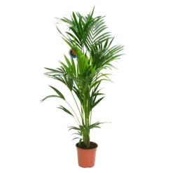 Kentia Forsteriana 6 pieds pot Ø24 cm/ H170 cm
