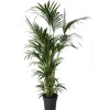 Kentia Forsteriana pot Ø30-35 cm/ H200-250 cm