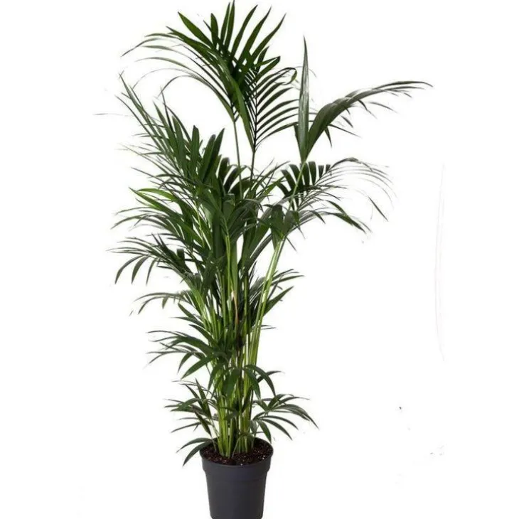 Kentia Forsteriana pot Ø30-35 cm/ H200-250 cm