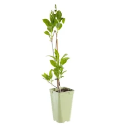 Kiwai Autofertile Super 'Issaï' Bio. Le pot de 2 litres