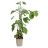Kiwi Femelle Koryoku' Bio. Le pot de 5 litres