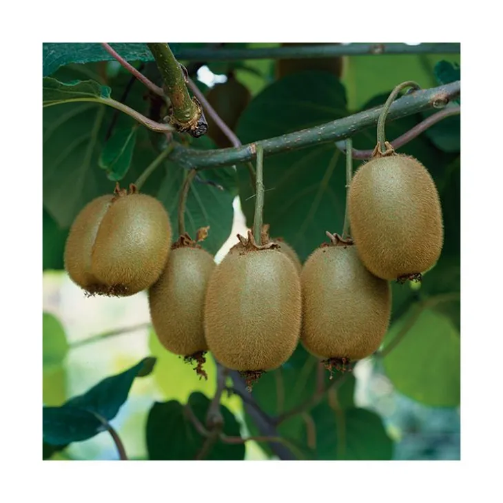 Kiwi Femelle Koryoku Bio. Le pot de 2 litres