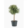 Kumquat. Le pot de 60 litres