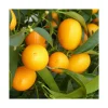 Kumquat. Le pot de 25 litres