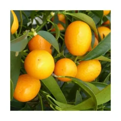 Kumquat. Le pot de 25 litres