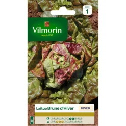 Laitue Brune d'Hiver Vilmorin - graines à semer