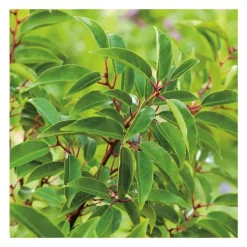 Laurier du Portugal - pot 10 L