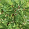 Laurier du Portugal ‘Angustifolia’ vert. Le pot de 3L