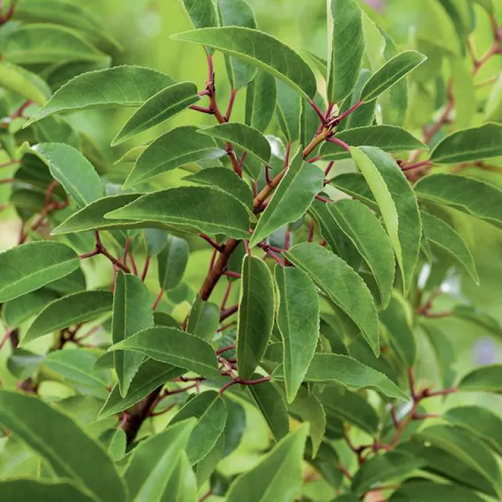 Laurier du Portugal ‘Angustifolia’ vert. Le pot de 7L