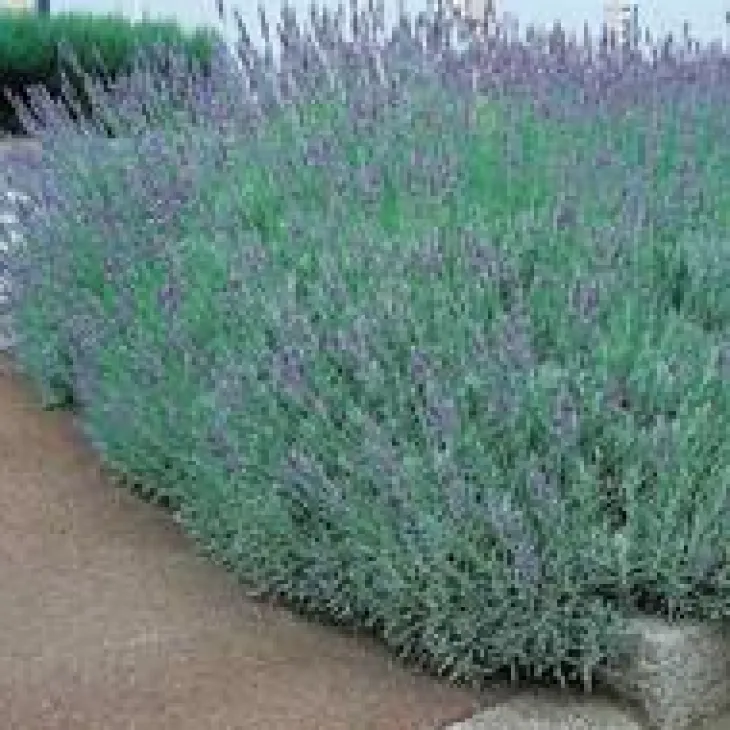 Lavande