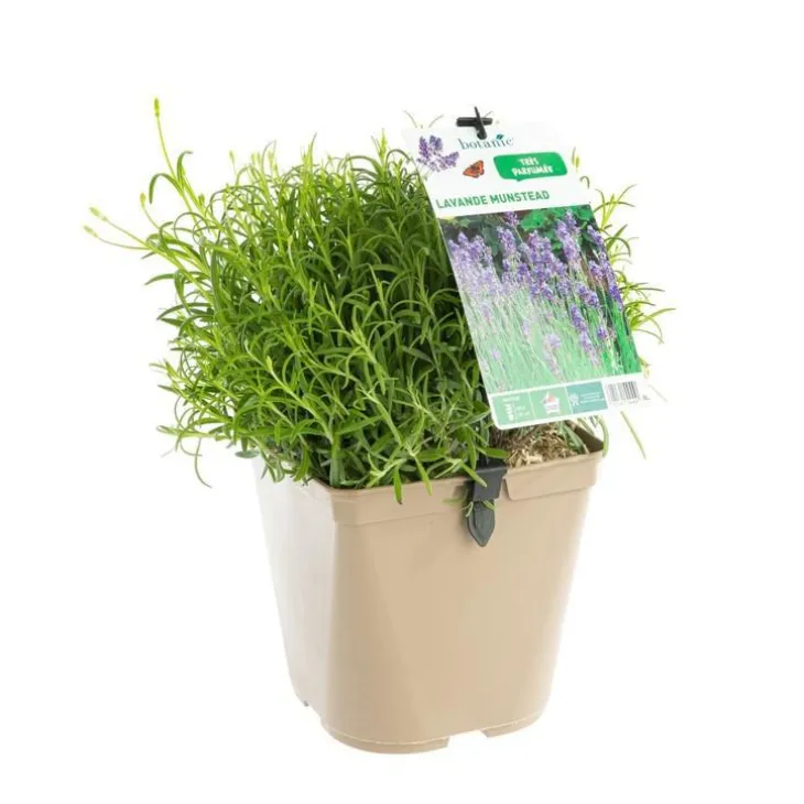 Lavande Angustifolia Munstead à fleurs violettes. Le pot de 3 litres