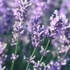 Lavande Dutch Lavander. Le pot de 10 litres