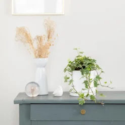 Lierre panaché vert en pot blanc émaillé botanic®. Le pot Ø 15 cm