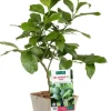 Lime Japonaise Sudashi Bio. Le pot de 3 litres