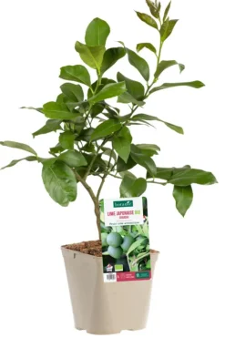 Lime Japonaise Sudashi Bio. Le pot de 3 litres