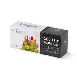 Lingot® Célosie plumeuse Véritable®